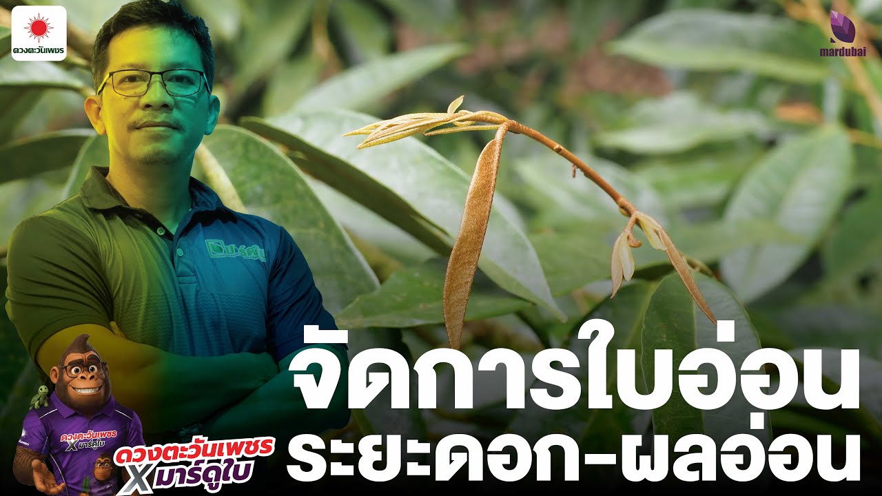การจัดการใบอ่อนระยะติดดอก-ติดผลอ่อน (สไตล์มาร์ดูใบ)