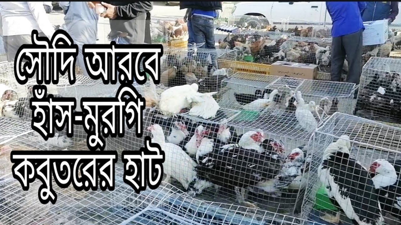 সৌদি আরবে হাঁস-মুরগি কবুতরের হাট। (রিয়াদ)