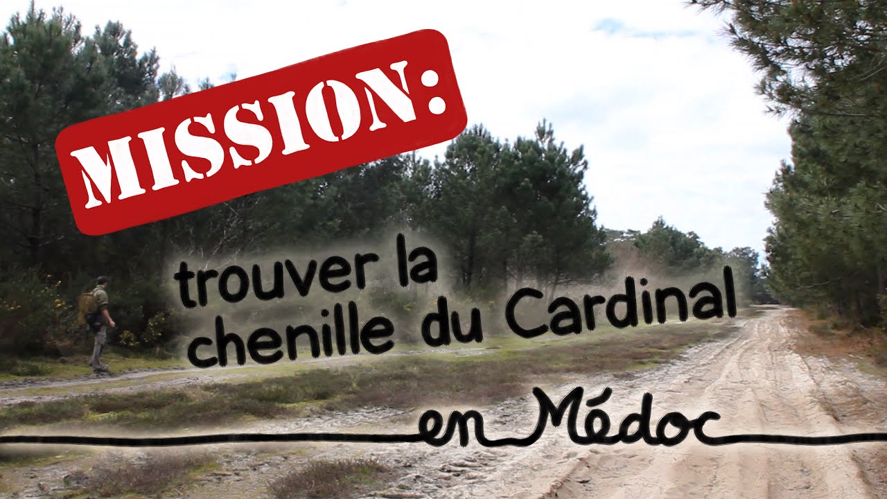 Trouver la chenille du Cardinal (en Médoc) - Mission Naturalix#1