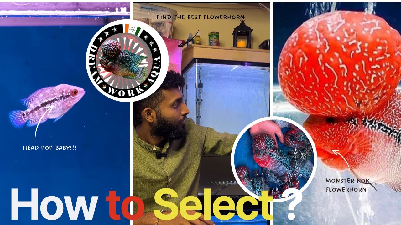 How to Select Flowerhorn Fish | The Art of Choosing Flowerhorn Fish Baby’s | Quality , Colour & More
