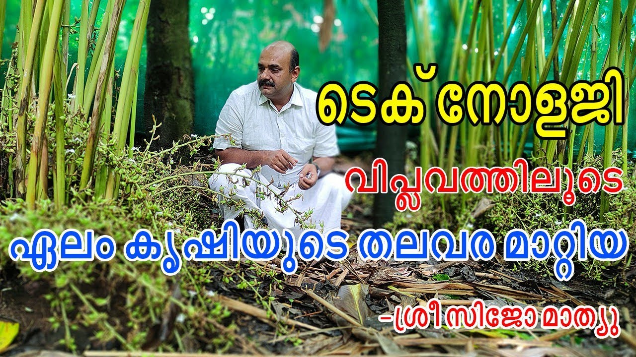 ഏല കൃഷിയിൽ അത്യുല്പാദനം 