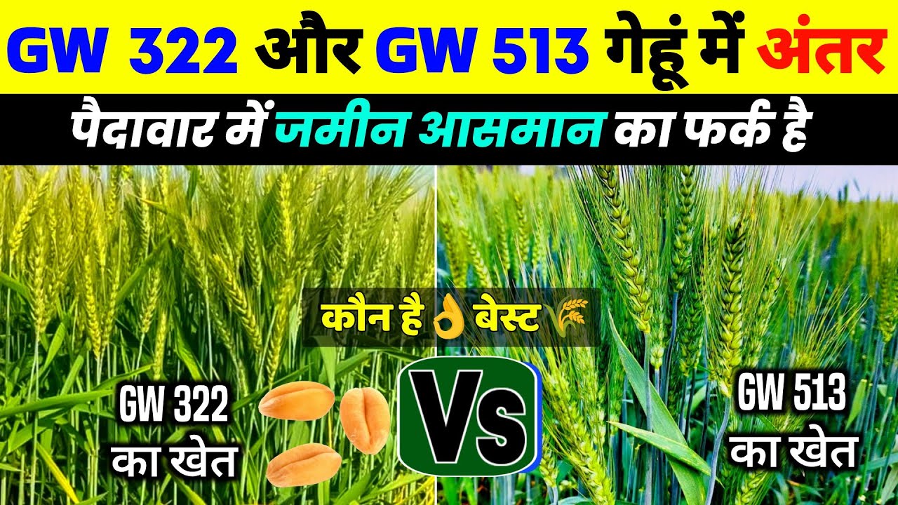 GW 322 और GW 513 गेहूं में अंतर🌾Gw 322 vs 513 gehu me Antar🌱gehu ki Best variety 2024-25