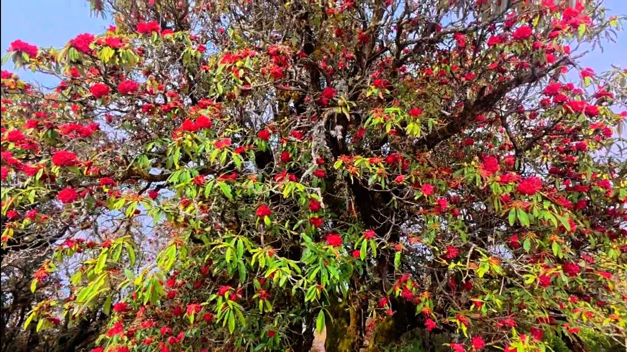 गुराँसको फुलले ढकमक्क भरेको राईनासकोट, लाम्जुङ 🌺🌿प्रकृतिको अनुपम सुन्दरता झल्किने मनमोहक दृश्य।