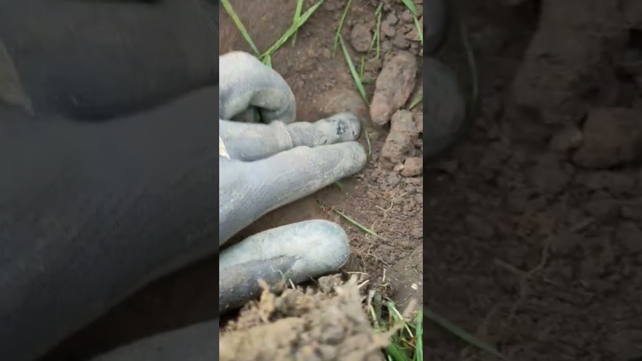 Garrett ace 400i , digging up George V coin