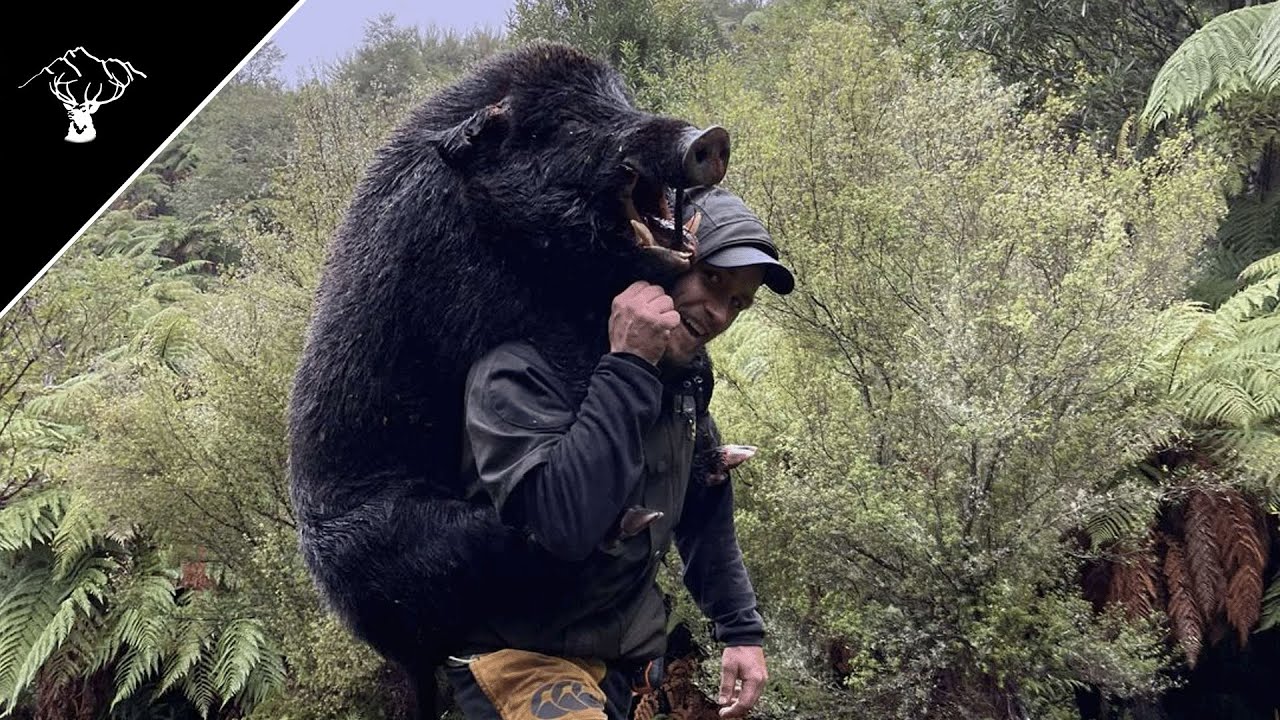 Pig Hunting Nz 190Lb Huge Public Land Boar