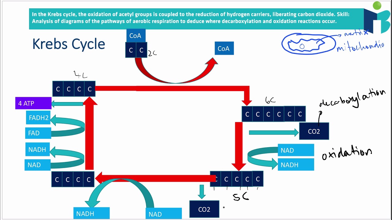 Krebs Cycle  (8.2.4 IB Biology HL)