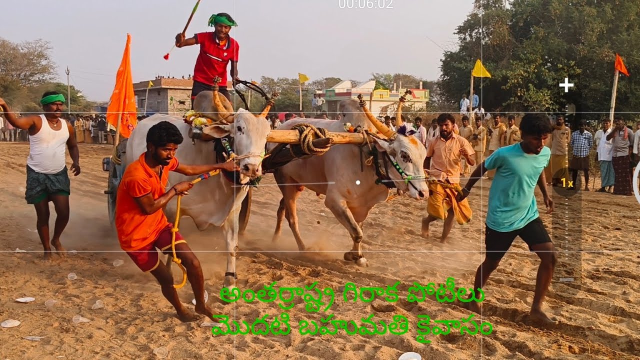 #KKR BULL'S మొదటి బహుమతి కైవాసం చేసుకున్న రాకి సుల్తాన్ భాయ్ 🔥