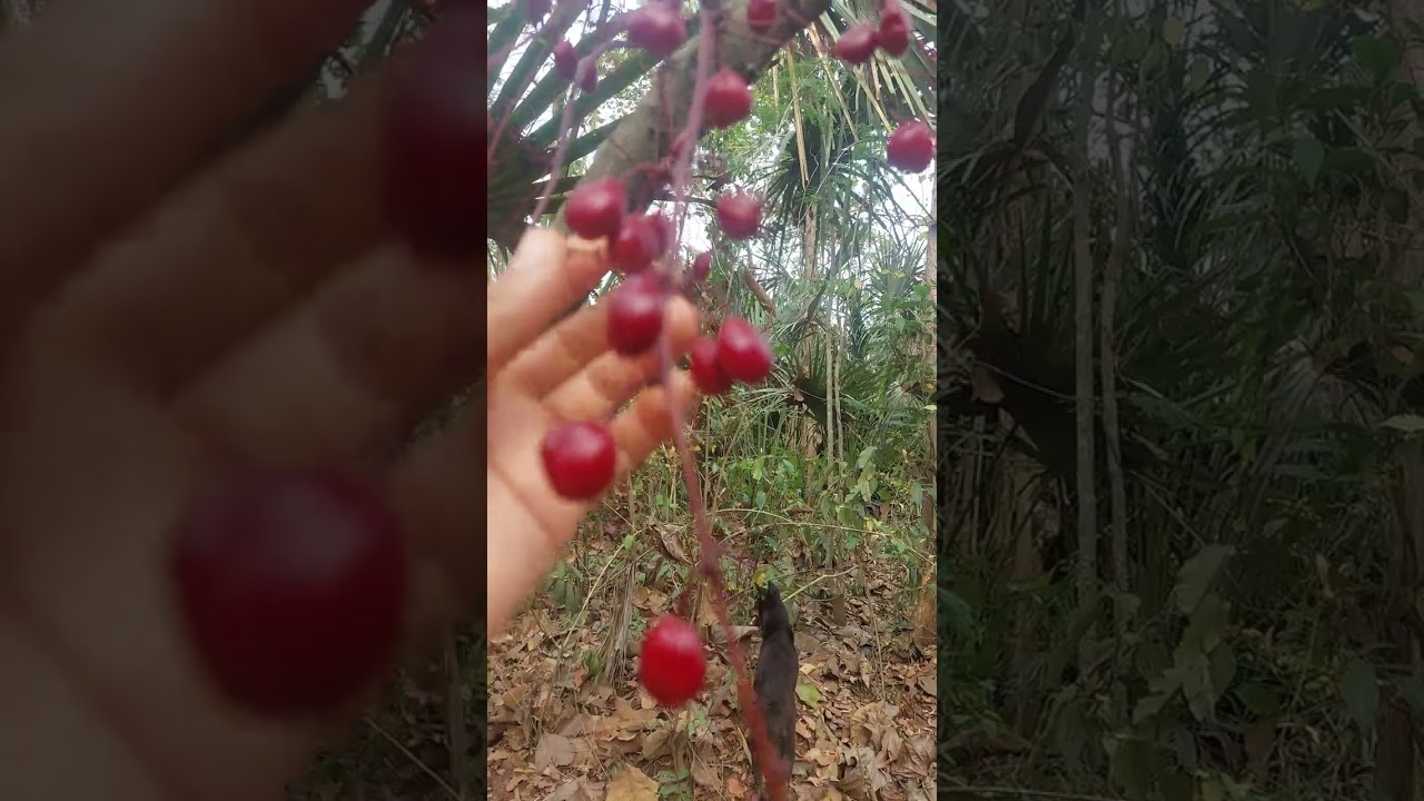 Loại cây quý