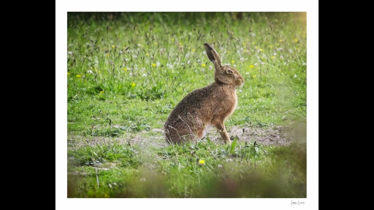 Dorset Hares