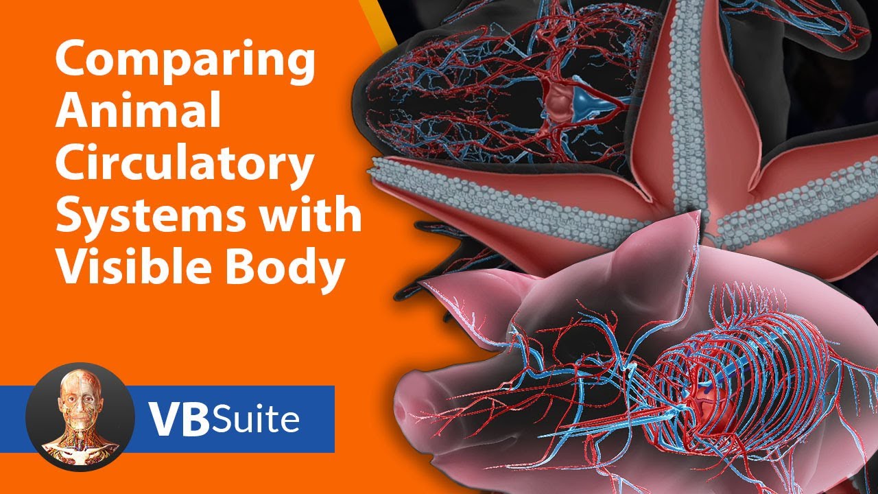 Comparing Animal Circulatory Systems with Visible Body Suite