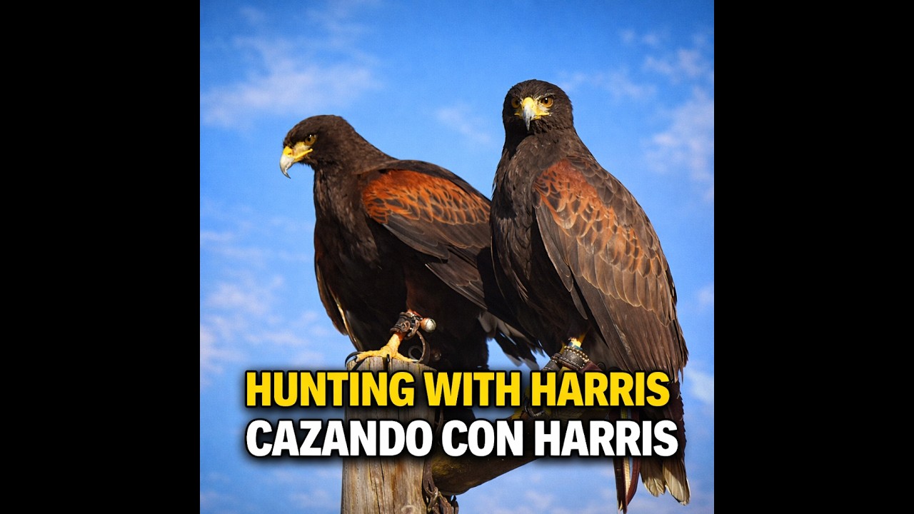 Caza cooperativa Águila Harris a conejo – Harris Hawk Hunting Rabbit Together