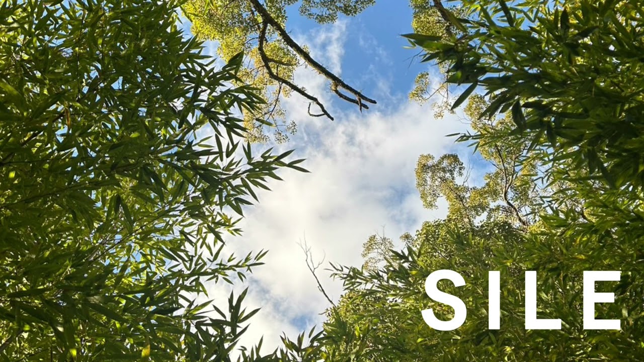【Bird Sounds for Sleep 1 Hour】Relaxing Nature Ambience｜お昼寝したい時に