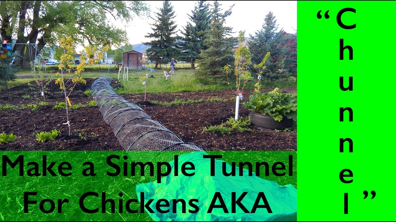 DIY Chicken Tunnel AKA 