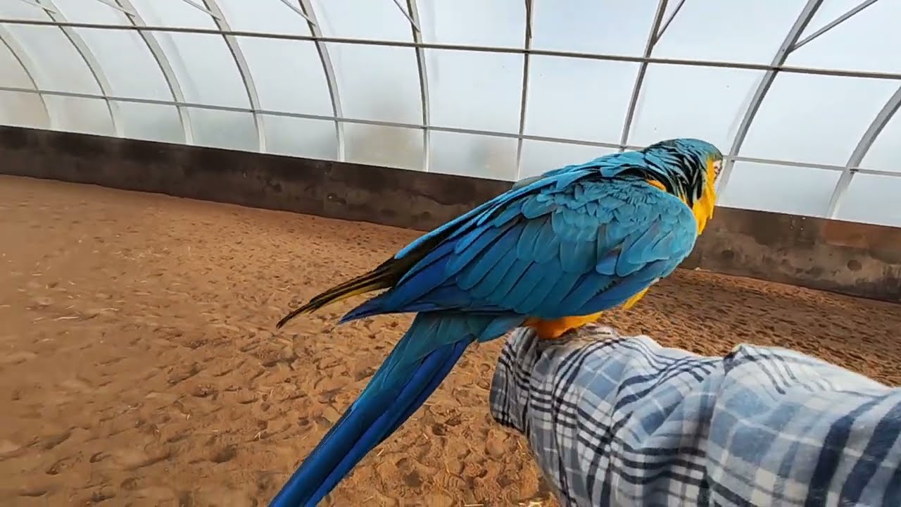 Träning i ridhus då de varit passiv efter mötet med örn 🦅- Ara-papegoja