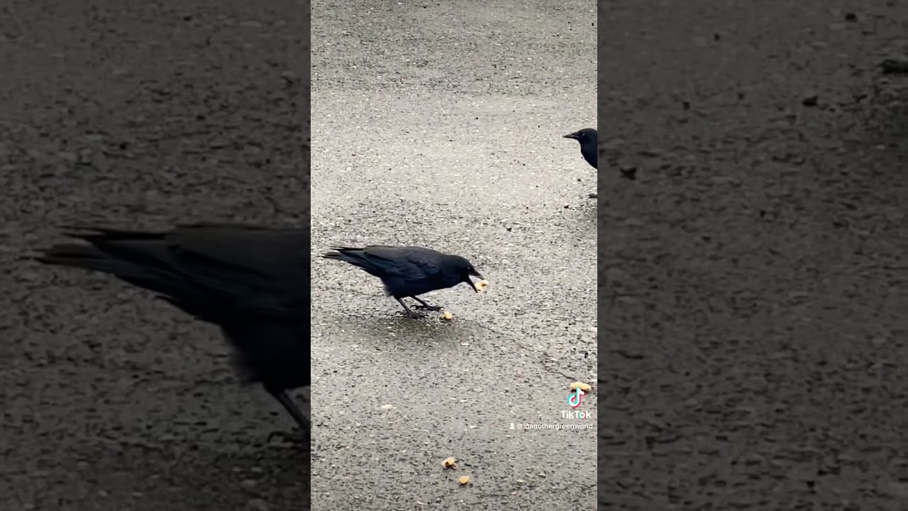 You Want Three, But Two Will Have To Do