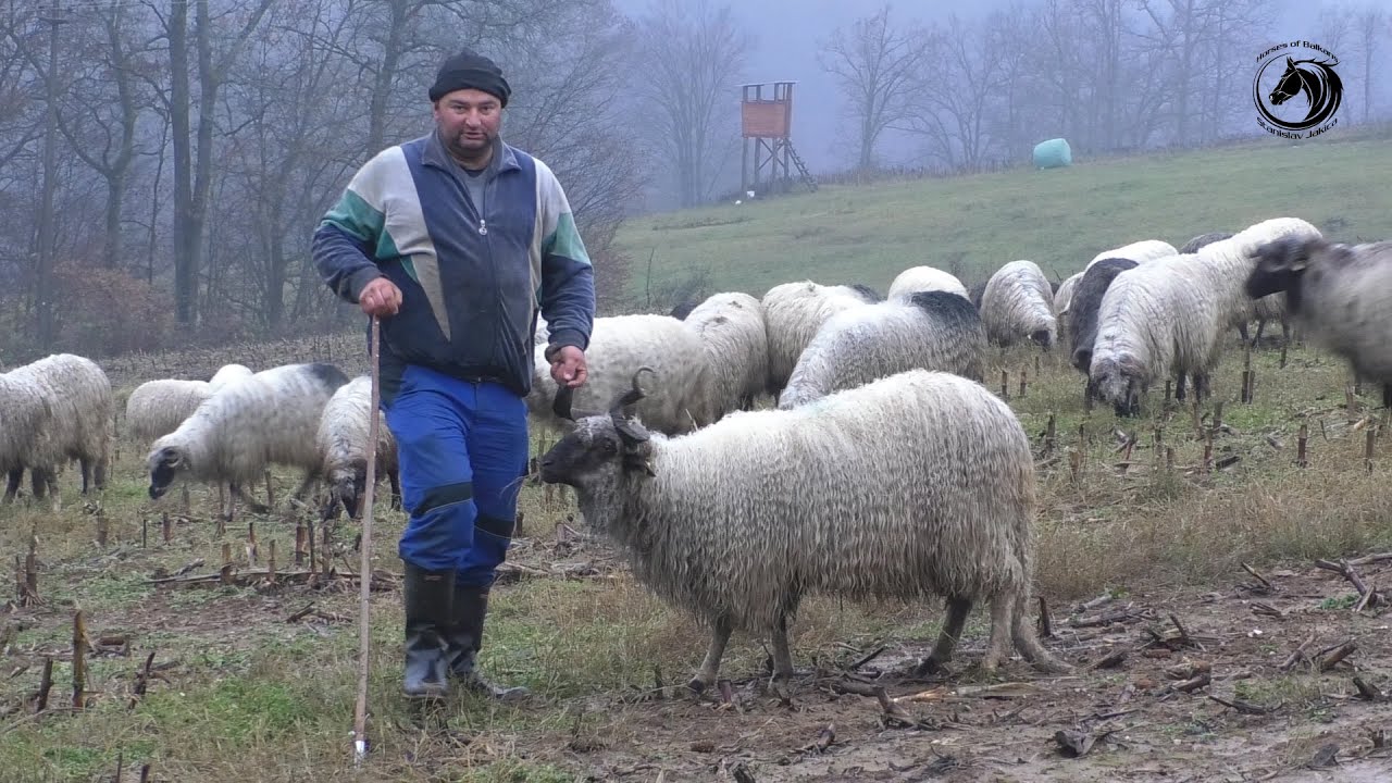-Čopor šakala opkolio 380 ovaca Dragana VUKELIĆA u Bronzanom Majdanu