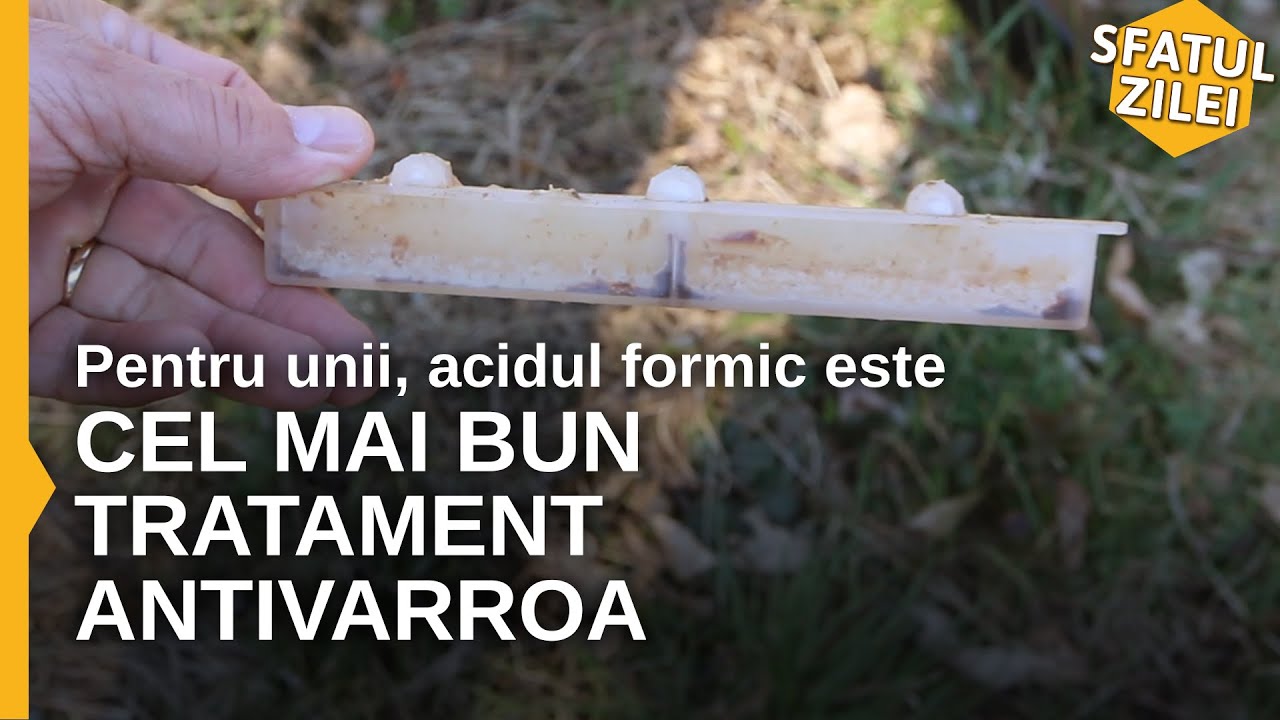 Pentru unii, acidul formic este cel mai bun tratament ANTIVARROA