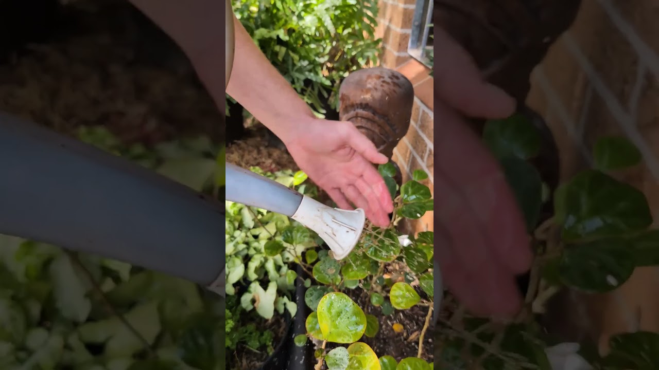 4 Free Ways to Dechlorinate Water... But There&rsquo;s a Better Option!
