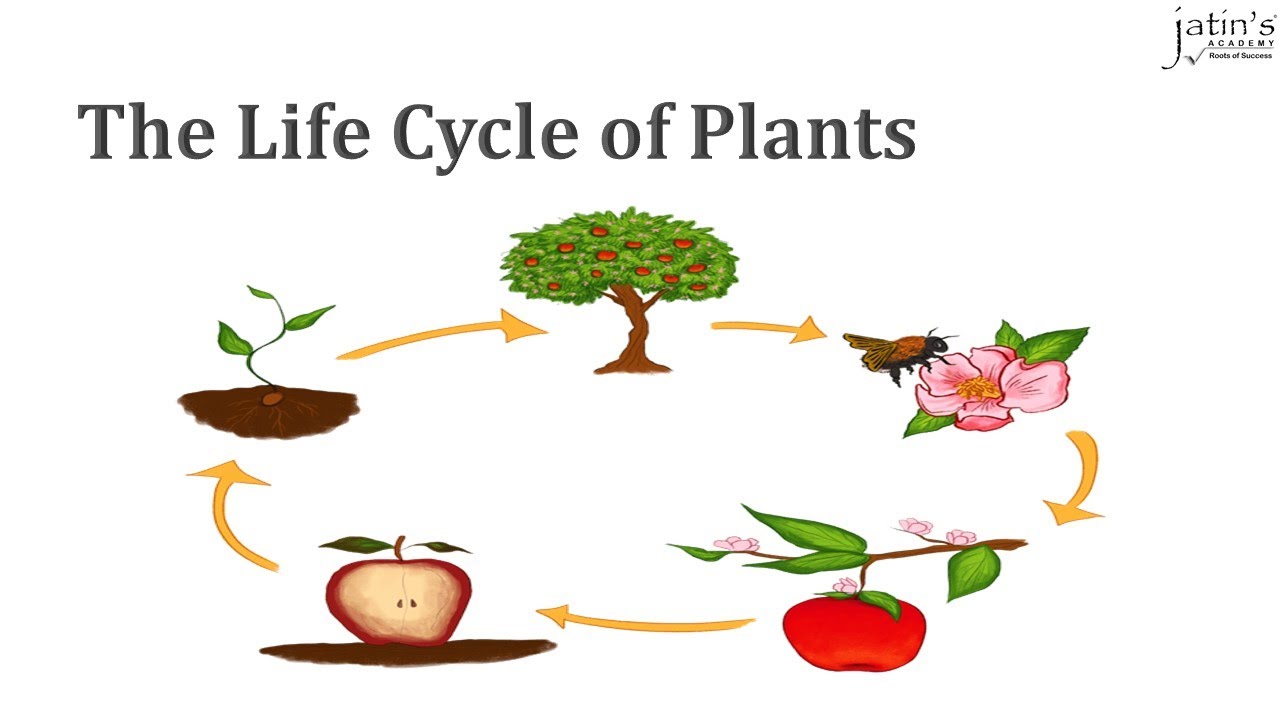 The Life Cycle of Plants - Grade 5 (Science)