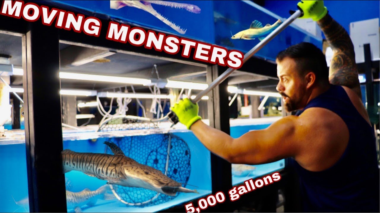 MOVING MONSTER FISH back into the 5,000 Gallon POND due to the CORONA VIRUS, SHARK TANK postponed