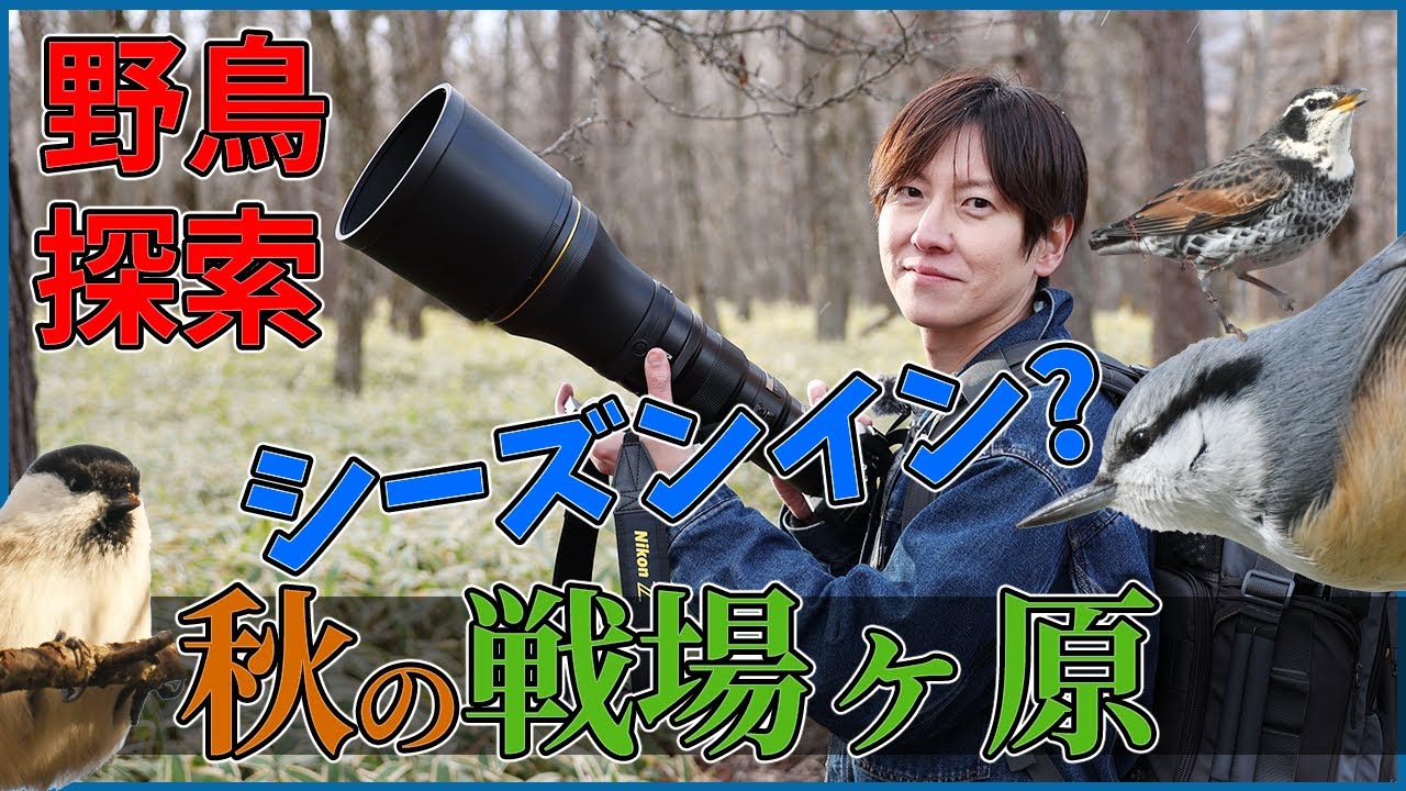 秋の戦場ヶ原でバードウォッチング 野鳥撮影
