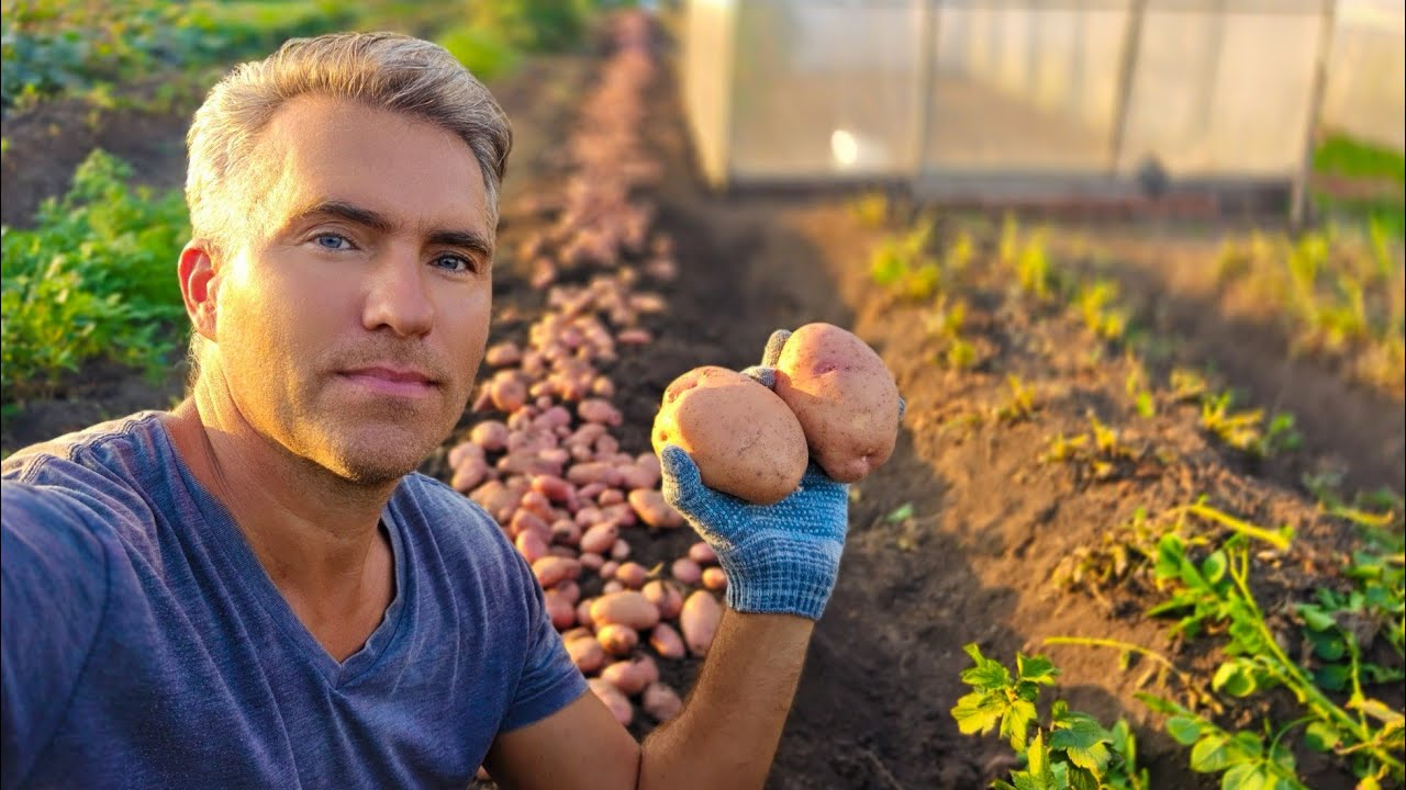 Сарпо Мира не подвел! Озимый Сарпо удивляет. Sarpo mira potatoes