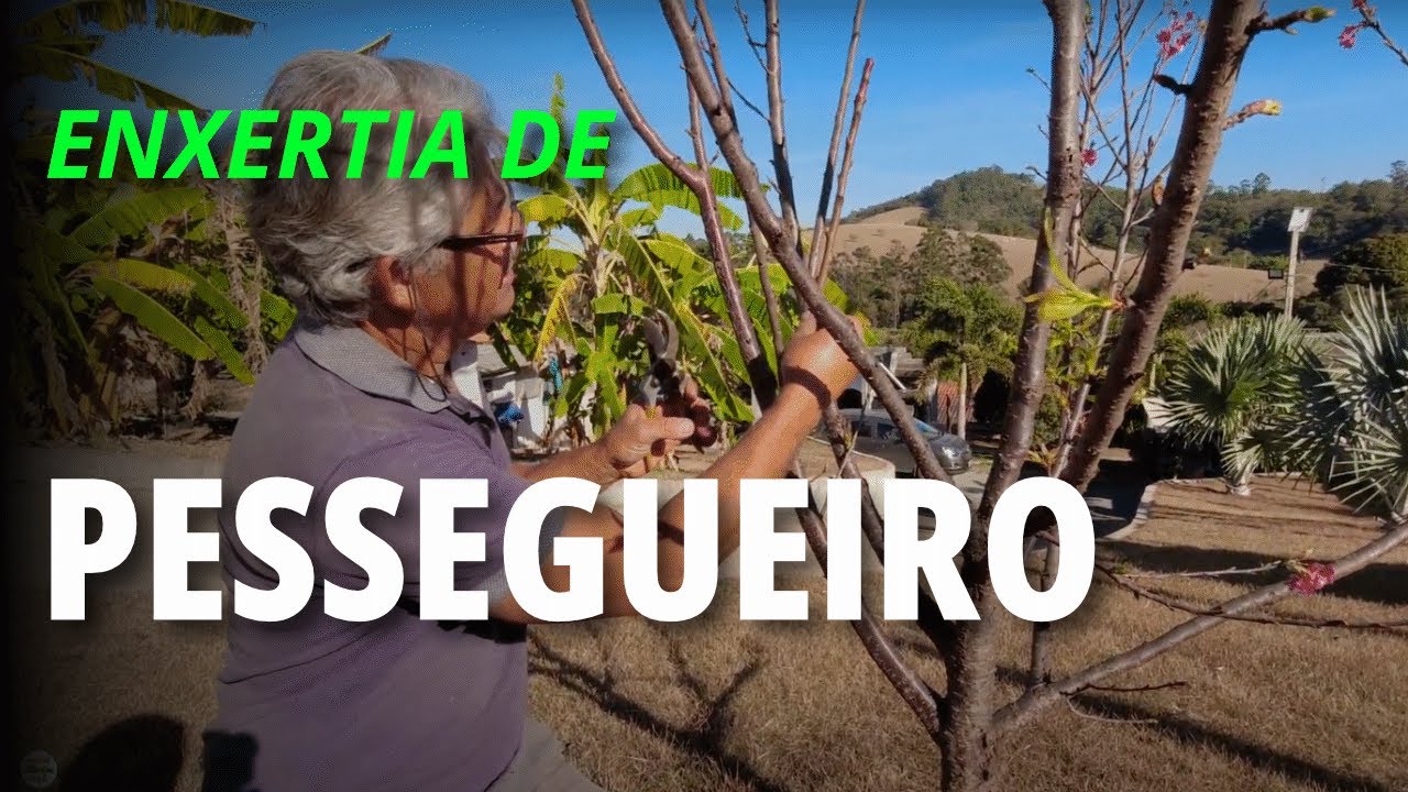 Enxertia de Pessegueiro. Fizemos um teste - Minuto Agro
