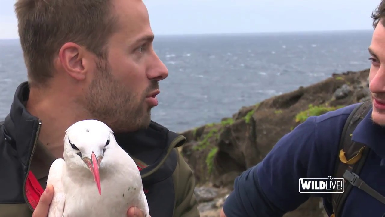 WILDLive! - Pailles-en-queue - S01 E03