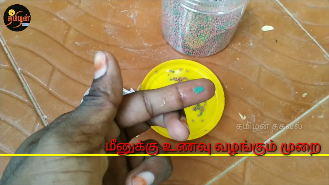 மீன்கள் இறக்காமல் இருக்க என்ன செய்ய வேண்டும்..?