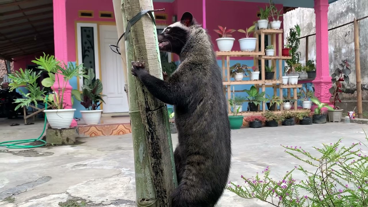 CARA MEMELIHARA DAN MERAWAT #MUSANG PANDAN# BAGI PEMULA