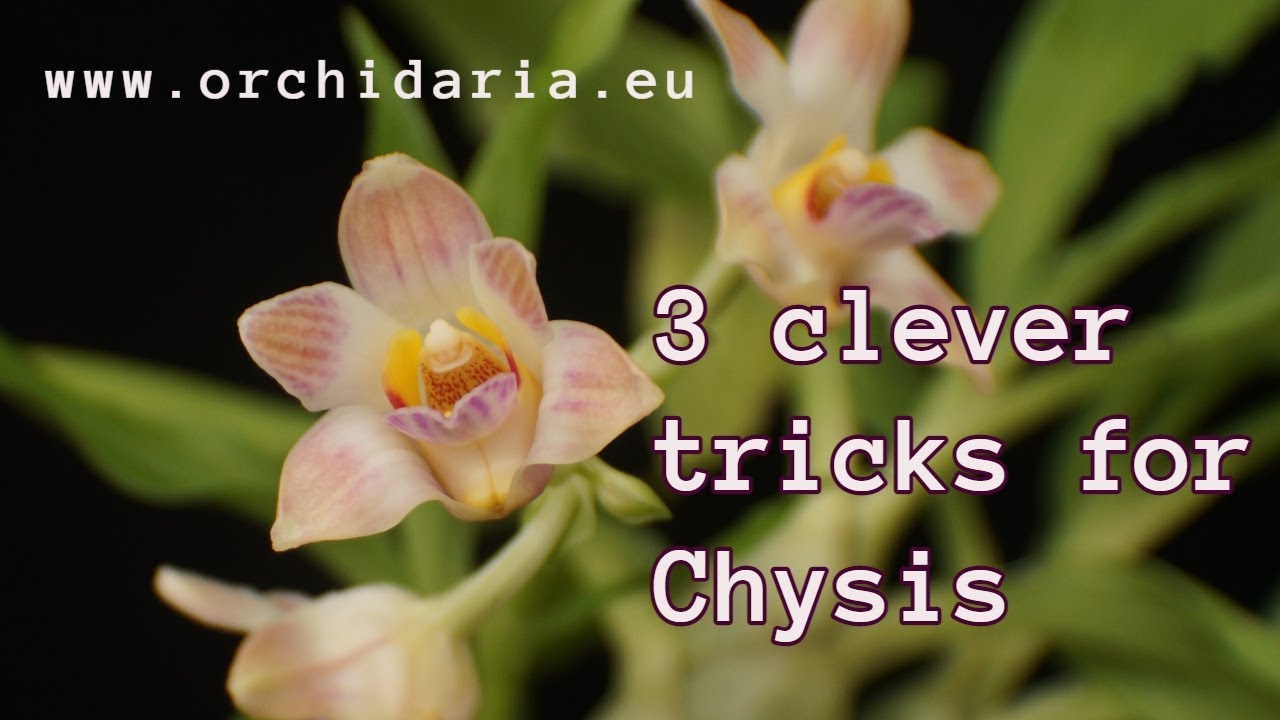 3 clever tricks for Chysis from Krum