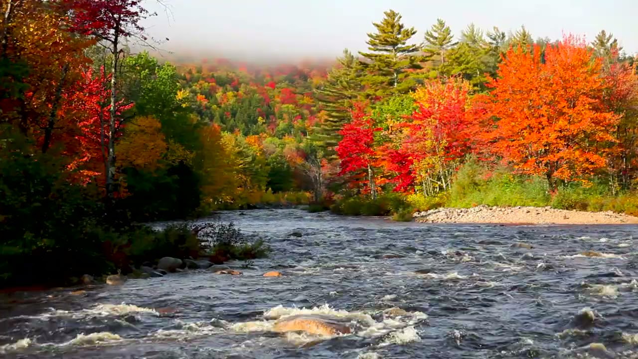 USA River Flowing in Autumn Forest. 4k Relaxing River, Water Sounds. White Noise for Sleep, Study.