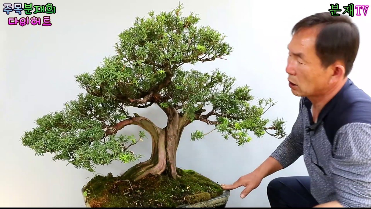 분재TV 주목 분재 다이어트 bonsai 분재교육