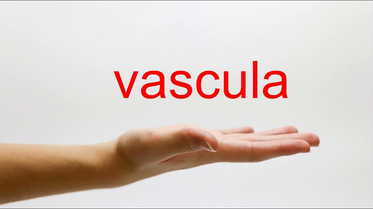 How to Pronounce vascula - American English