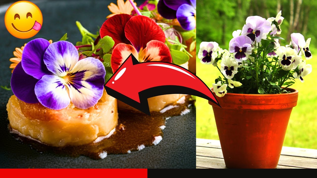 5 Edible Flowers That Grow Fast & Easy!