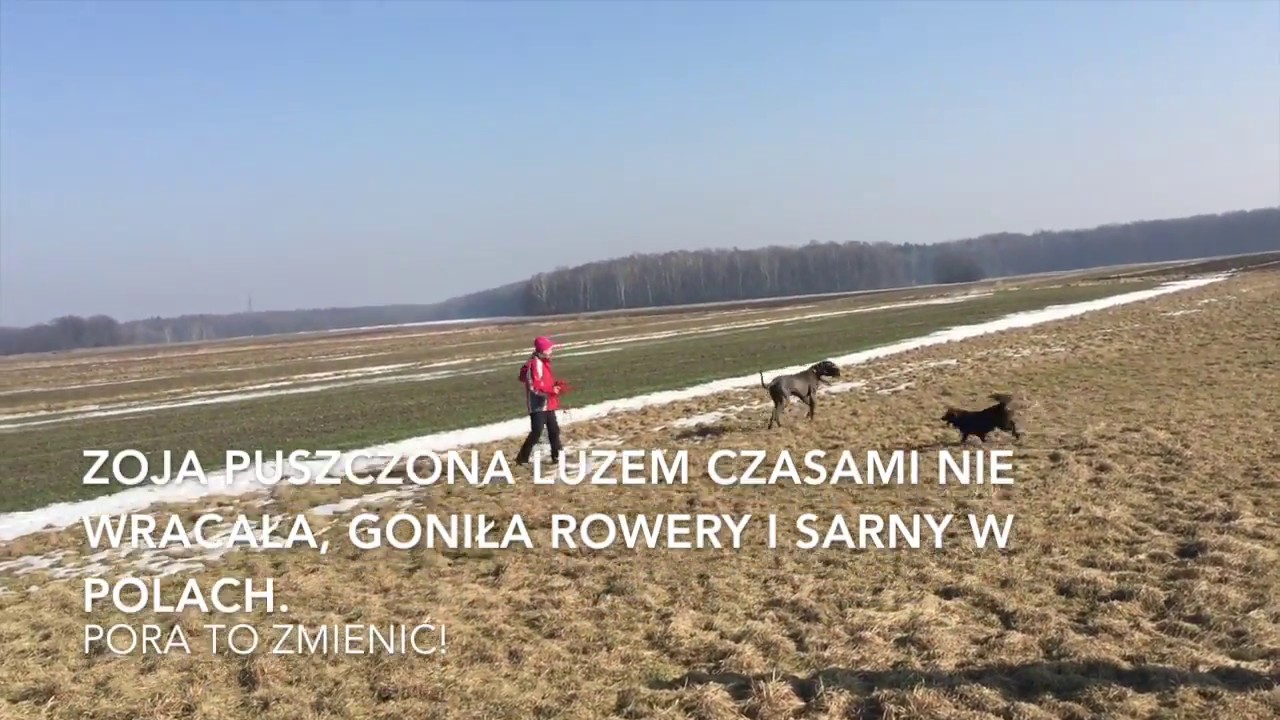 Zoja odwołanie od pogoni za sarnami