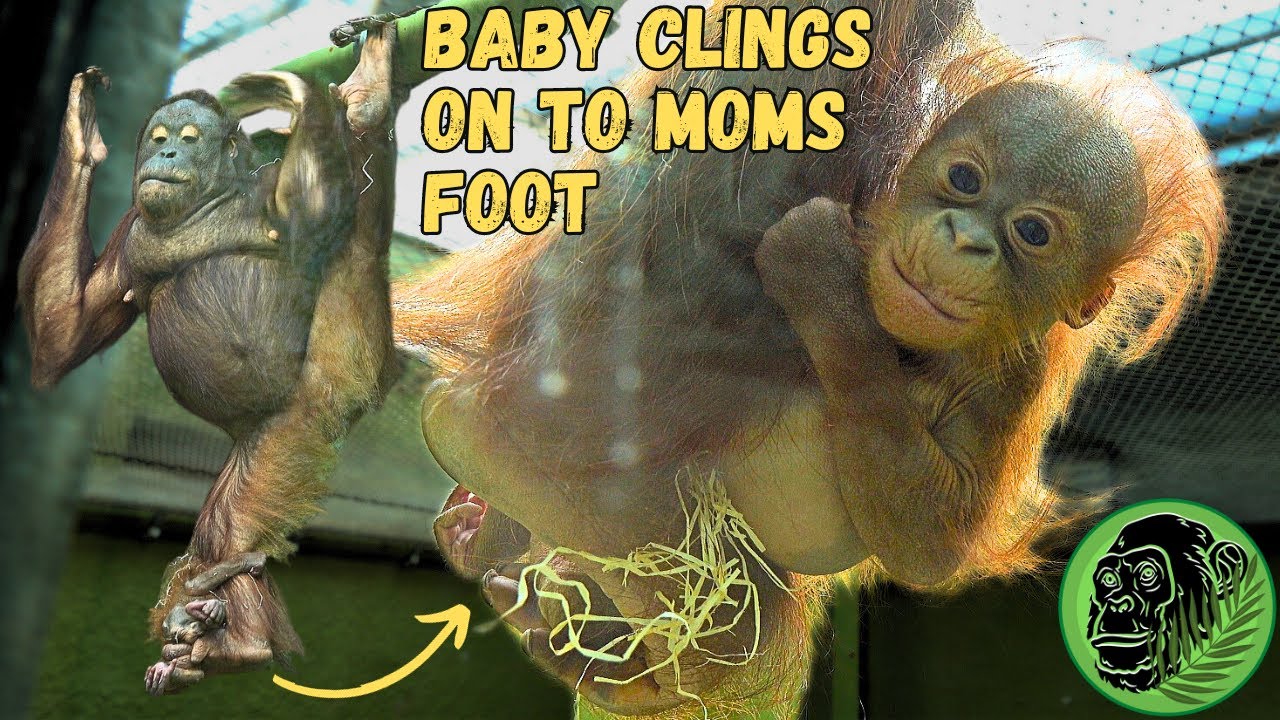 Mothers Unusual Way Of Carrying Baby Orangutan With Her Feet