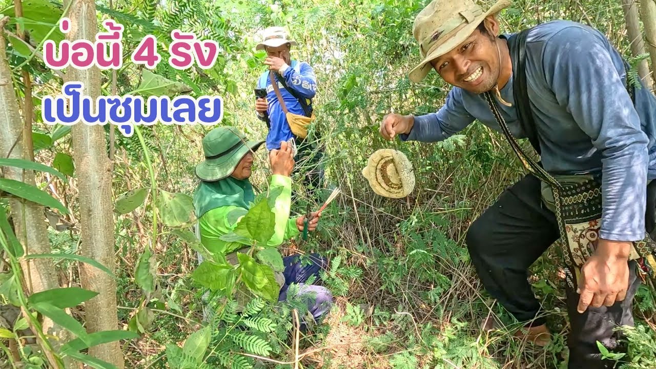 หามิ้มเต็มระบบ ตระกร้า 3 ใบเกือบใส่ไม่หมด ช่วงนี้มิ้มริมน้ำ บ่อไหนบ่อนั้น บ่อเดียว 4 รังก็มี