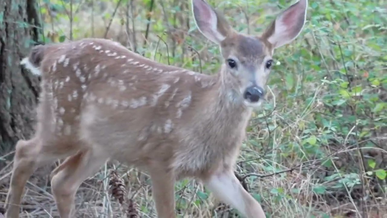 Two Cute Fawns and Mother Deer!! (Cute Animal Video) #fawns #babydeer #deer #cuteanimals