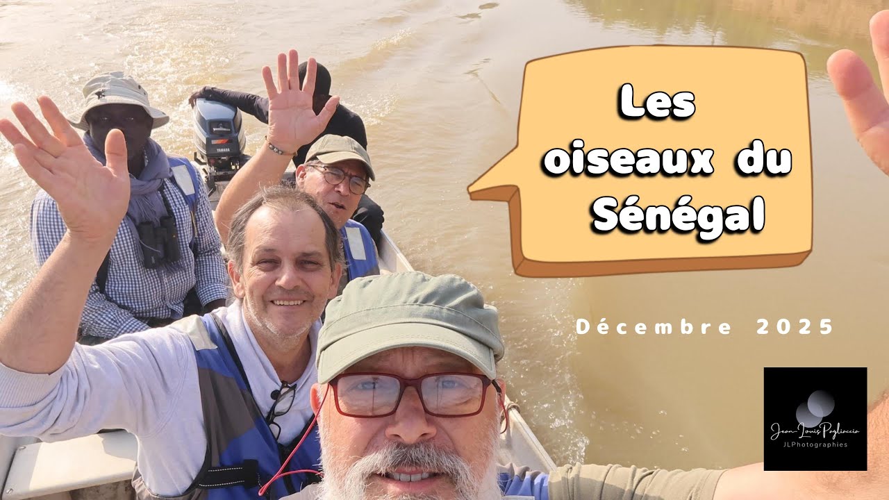 Les oiseaux du Sénégal