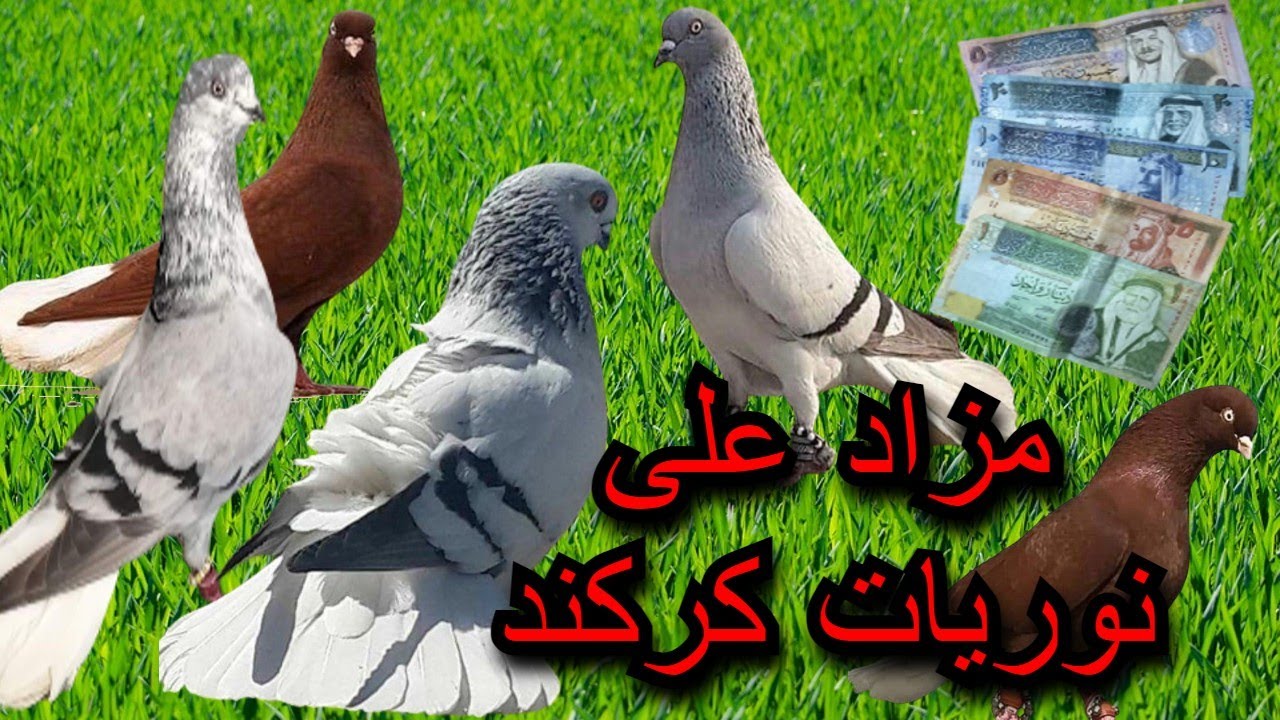 اجمل طيور حمام الكش مزاد طقاطيق نواعم افضل مستويات طيور الحمام النوري الكركند ازرق طباشيري و الاحمر