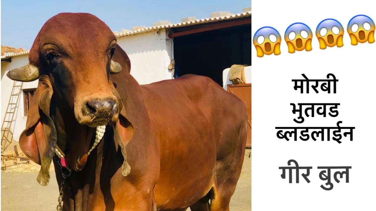 GIR BULL MORBI-BHUTVAD BLOODLINE