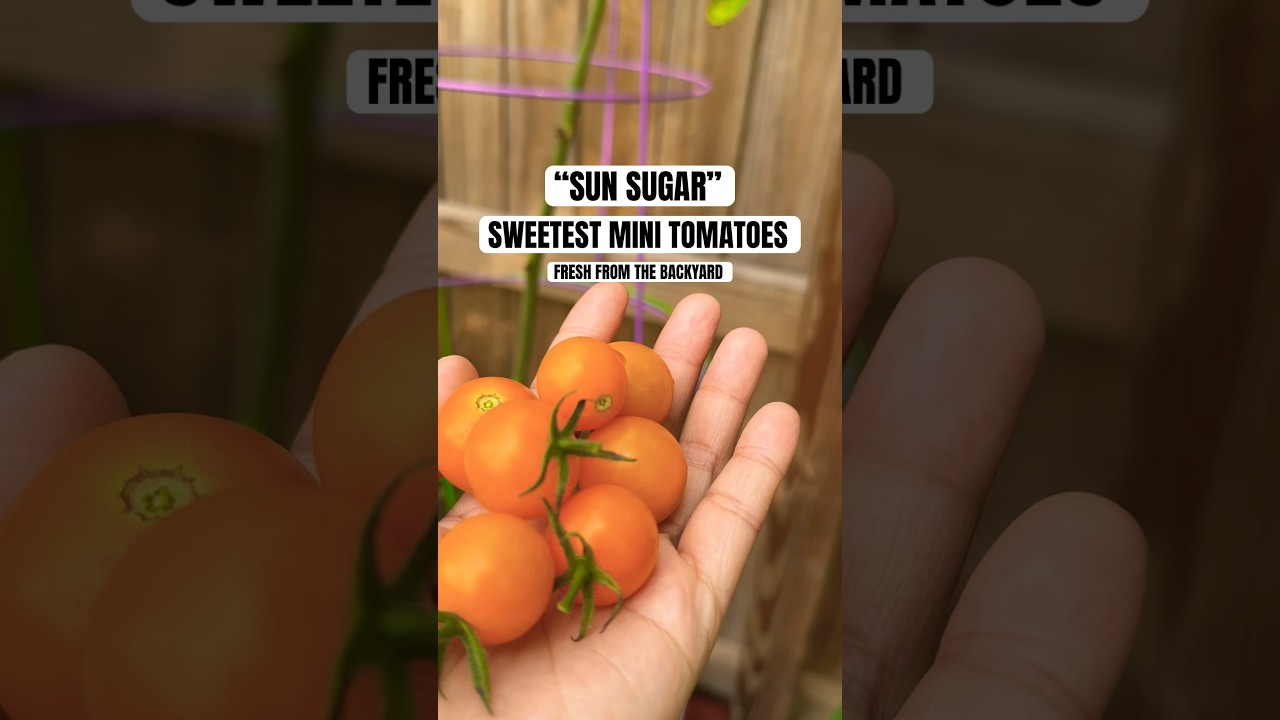 Sweetest tomatoes! Sun sugar #tomato #garden #freshfruit #backyardgardening #florida #sweetest 🍅🍅