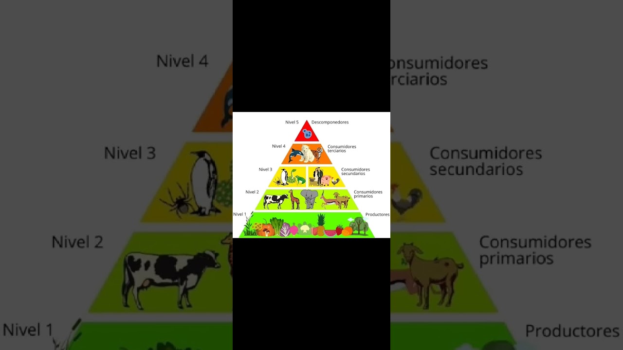 cadena alimenticia 5 level