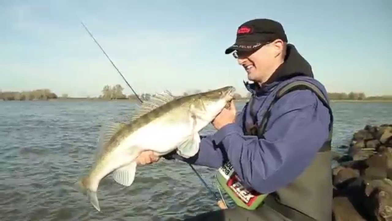 Fliegenfischen auf Zander (zander / pike perch on fly) - THE MOVIE