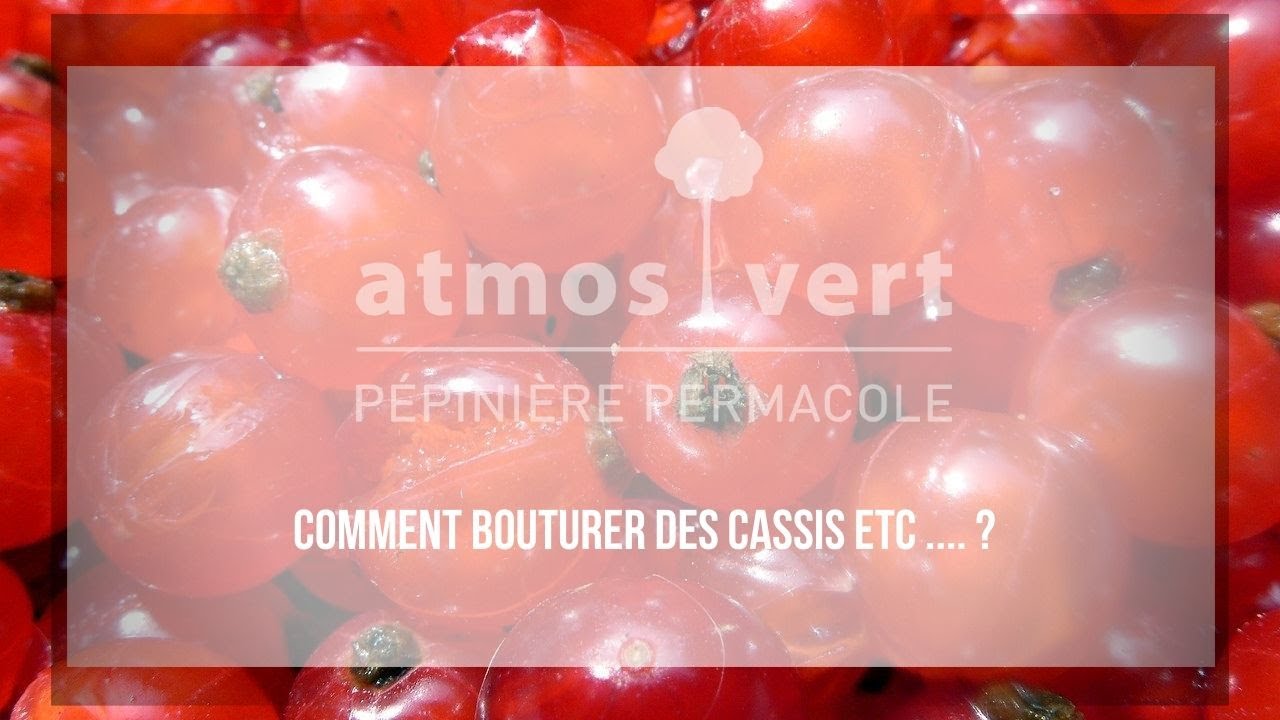 Comment bouturer un cassisier et autres 'Ribes' ?