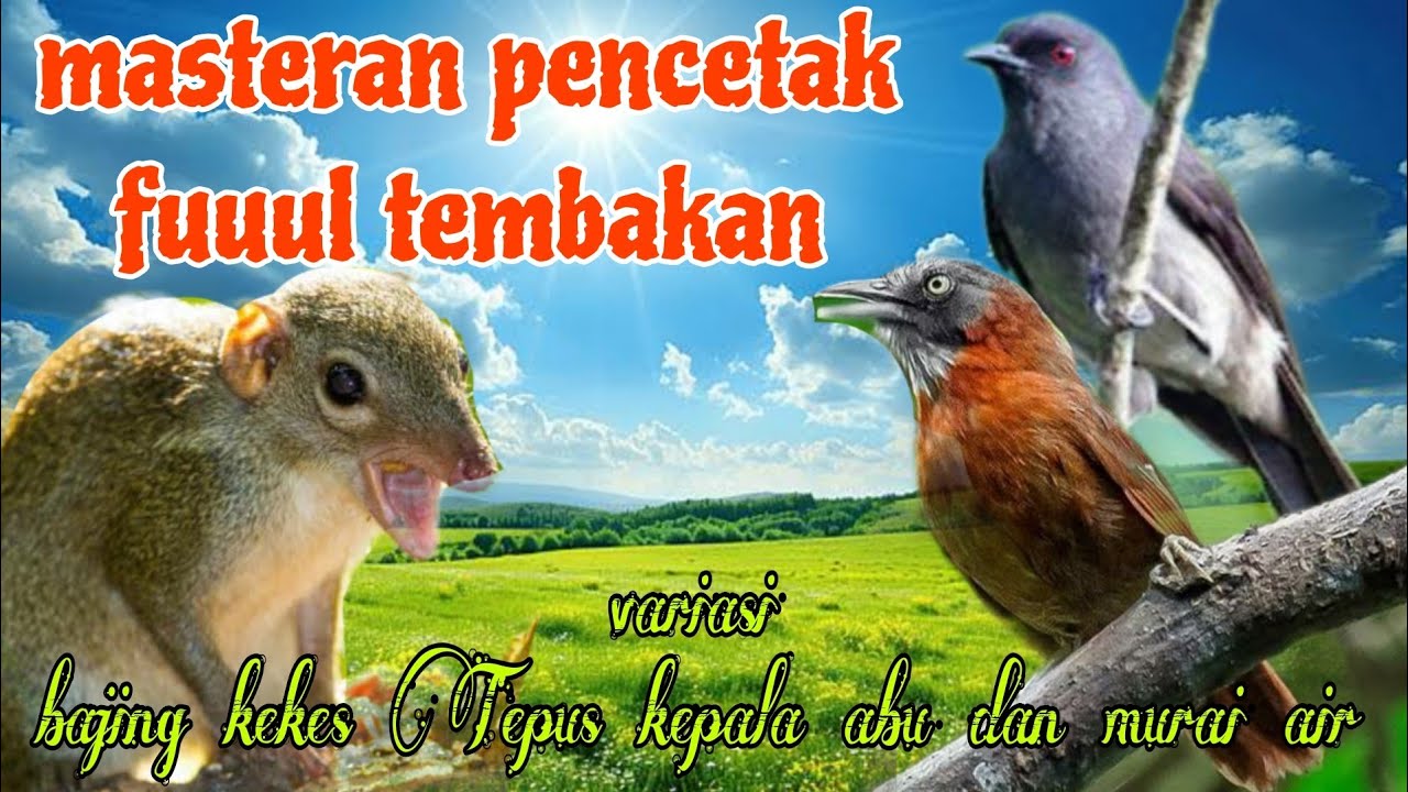 Pencetak tembakan 🔥🔥 bajing kekes Tepus kepala abu dan murai air