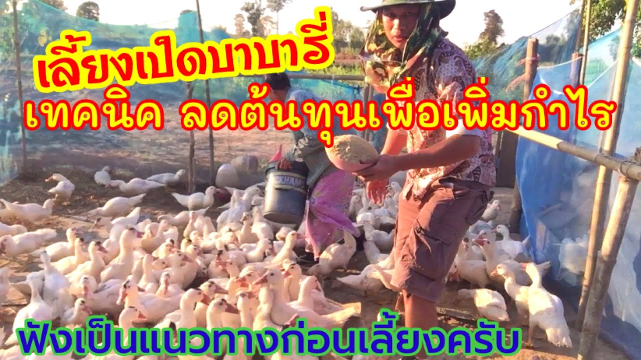 เลี้ยงเป็ดบาบารี่แบบลดต้นทุน เทคนิคการเลี้ยงเป็ดบาบารี่ เพื่อเพิ่มกำไร|บ่าวอีสานฮั่นแหล่ว