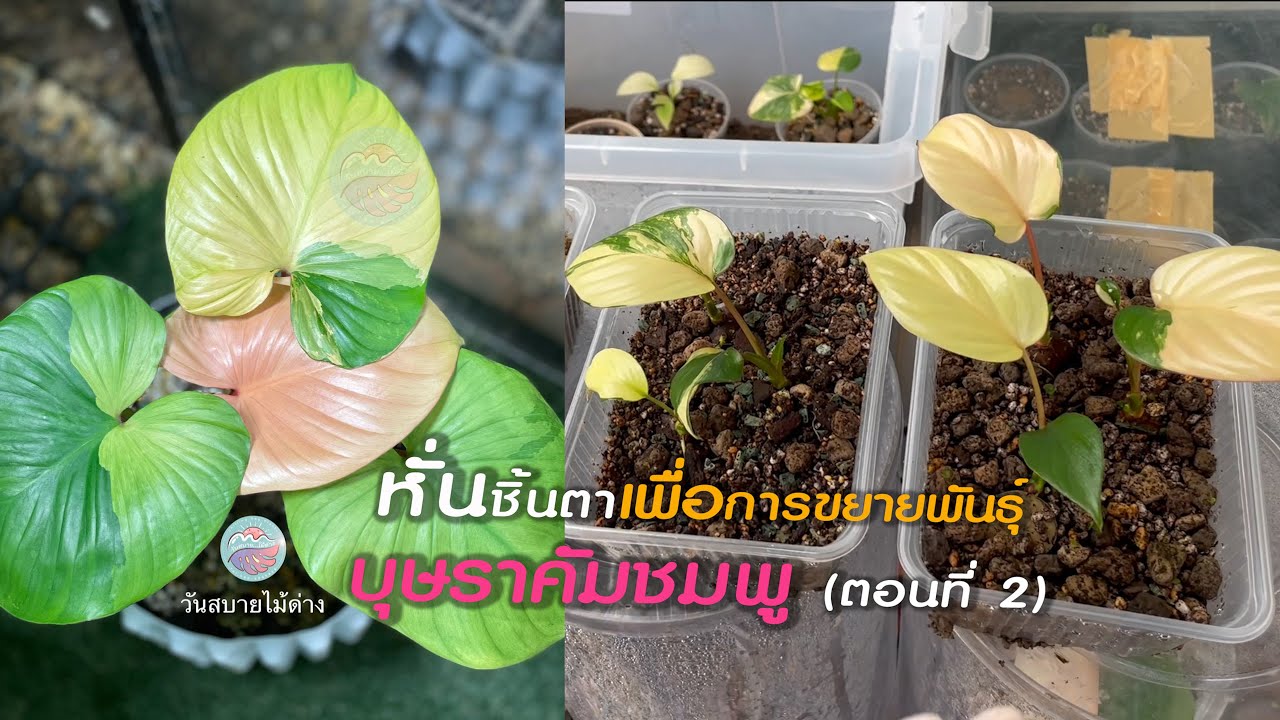 EP26 อัพเดทหั่นชิ้นตาเพื่อการขยายพันธ์บุษราคัมชมพู ตอนที่ 2