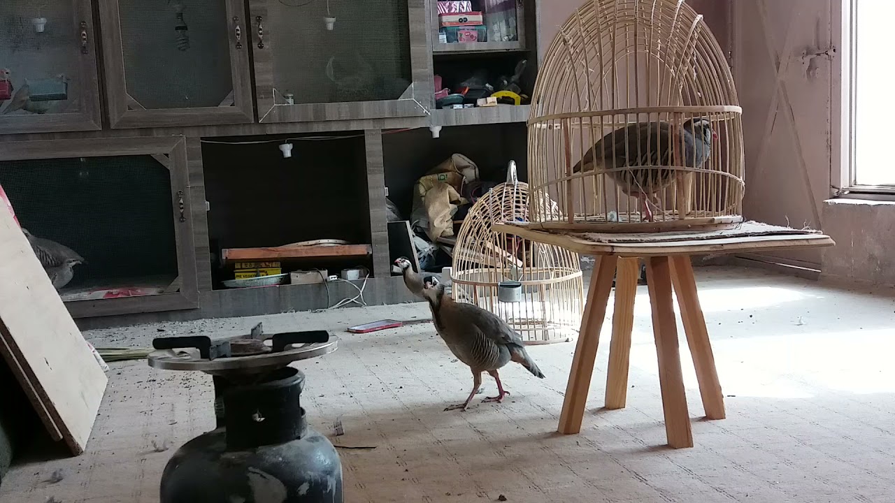 Arabian chukar partridge